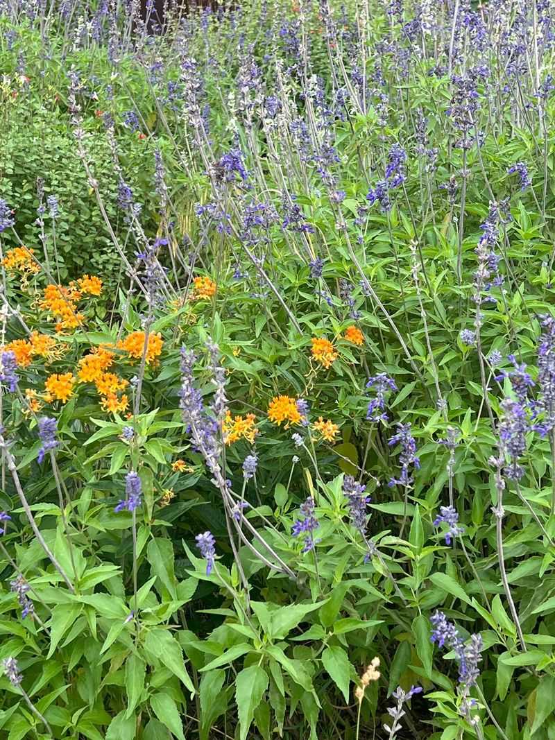 Mealy Blue Sage