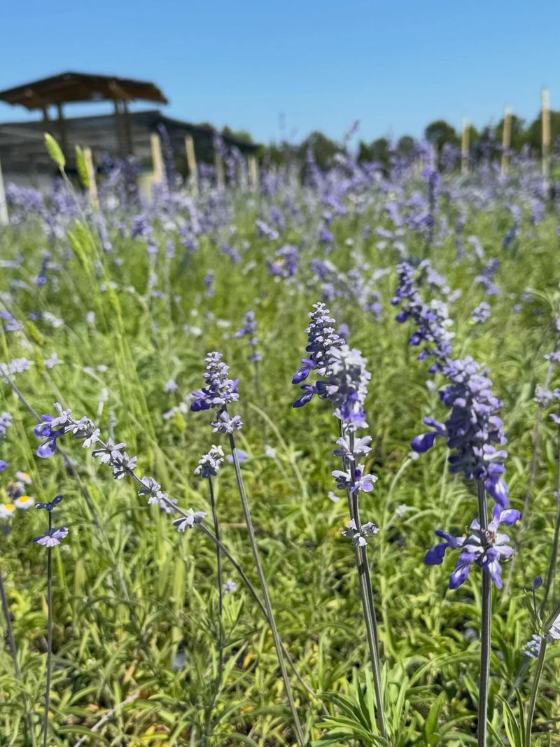 Mealy Blue Sage