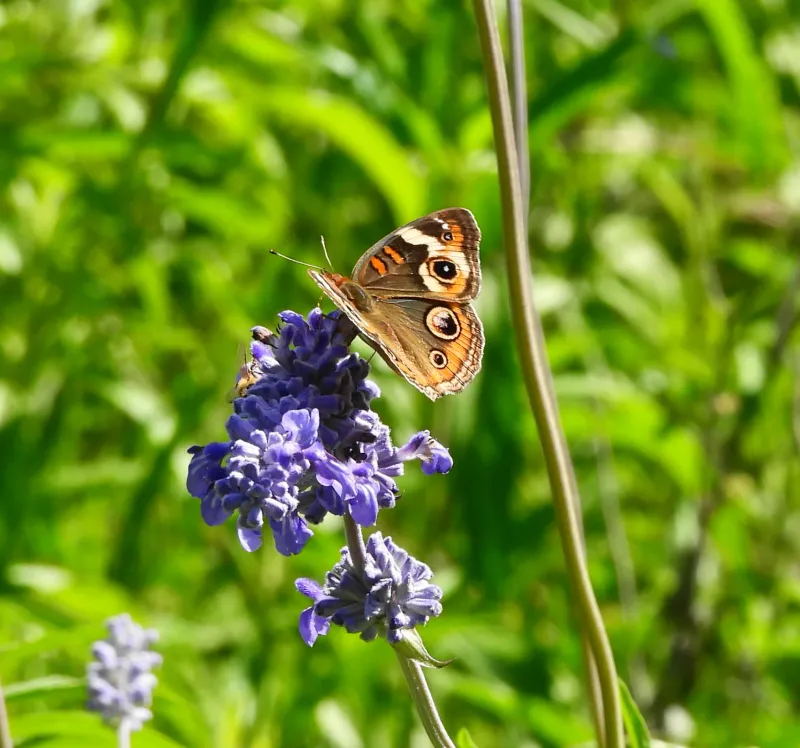Mealy Blue Sage 