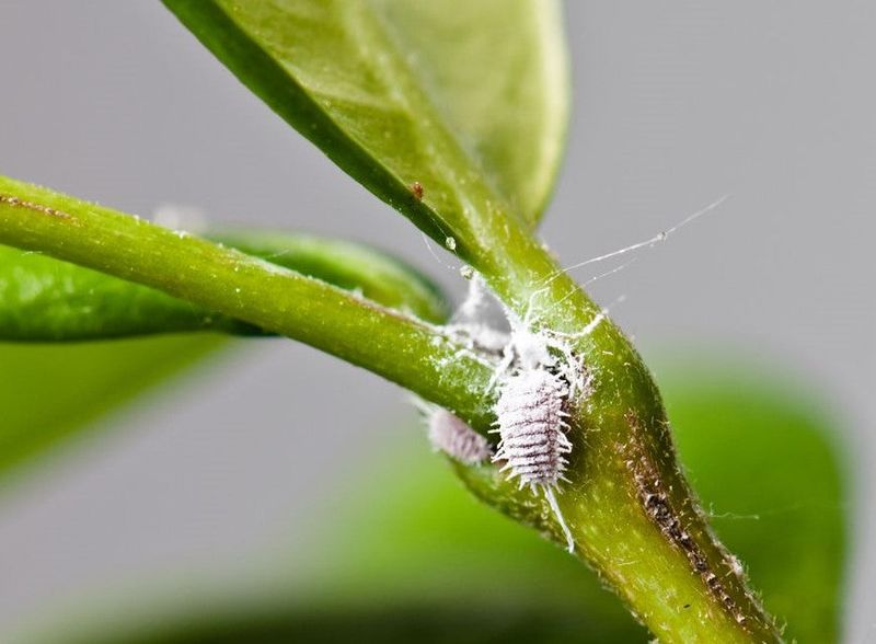 Mealybugs Hide In Cottony Clumps Along Stems