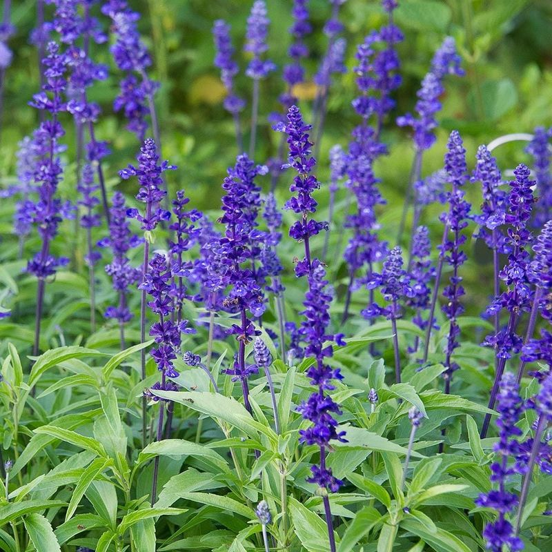 Mealycup Sage