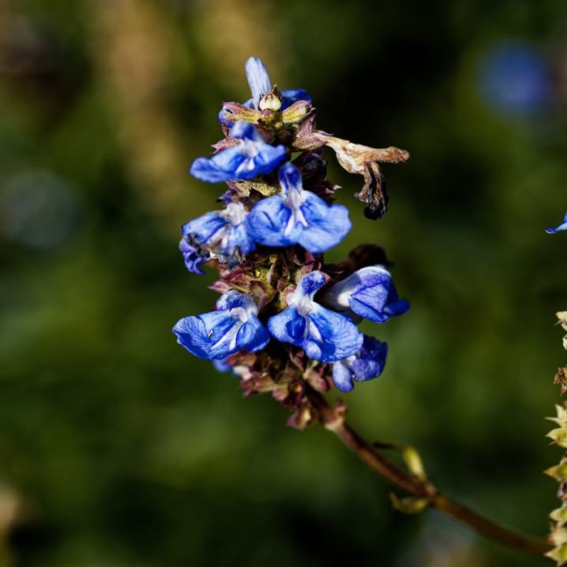 Mealycup Sage