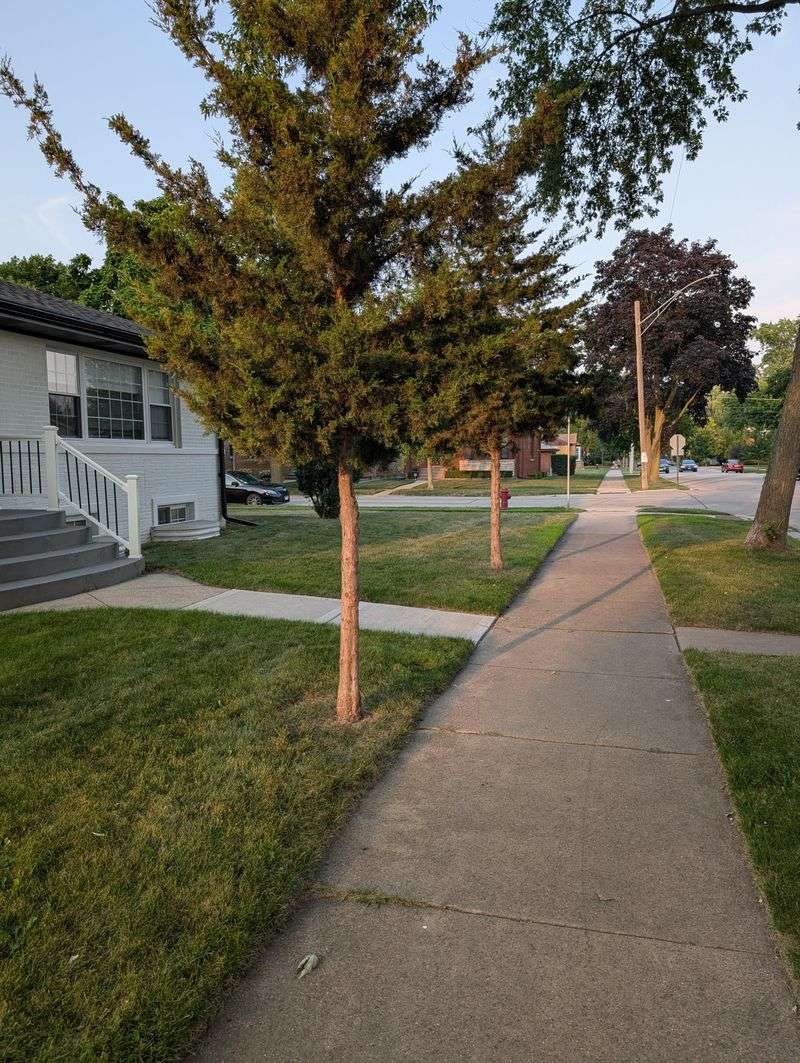 Measure The Planting Strip Before Buying A Tree Measure The Planting Strip Before Buying A Tree