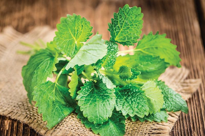 Medicinal And Wellness Benefits Medicinal And Wellness Benefits