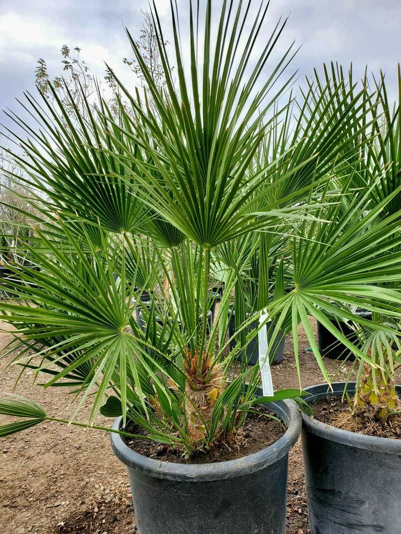Mediterranean Fan Palm Grows Slowly In Clumps