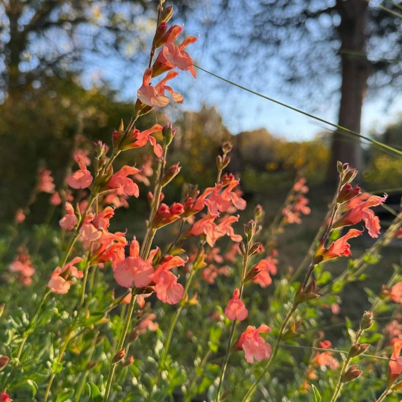 Meet Autumn Sage Meet Autumn Sage
