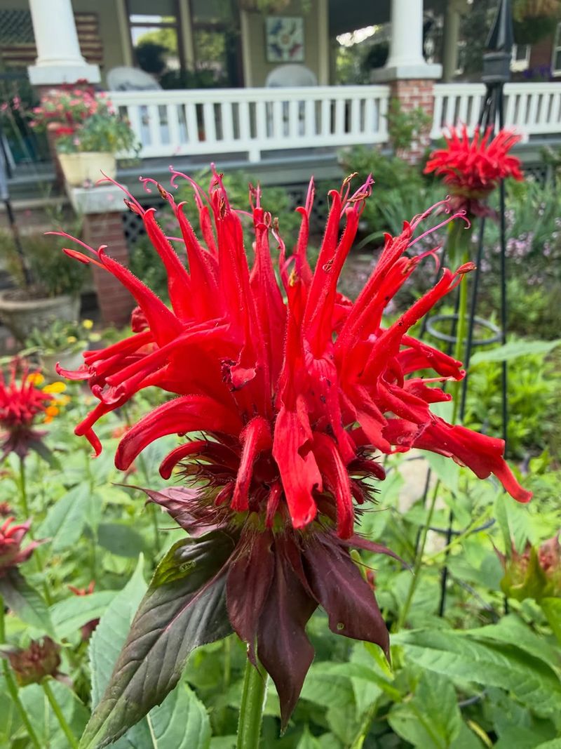 Meet Bee Balm Meet Bee Balm