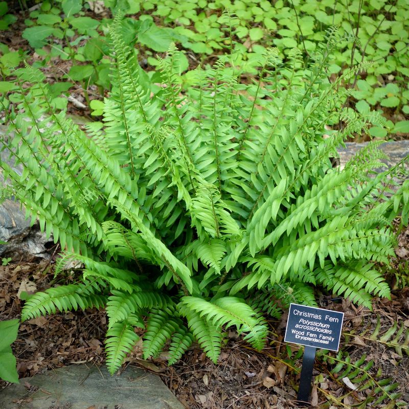 Meet Christmas Fern Meet Christmas Fern
