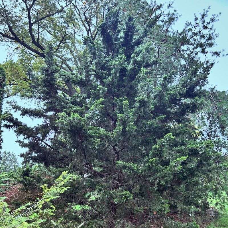 Meet Eastern Red Cedar