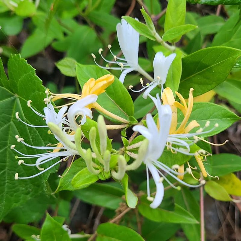 Meet Japanese Honeysuckle