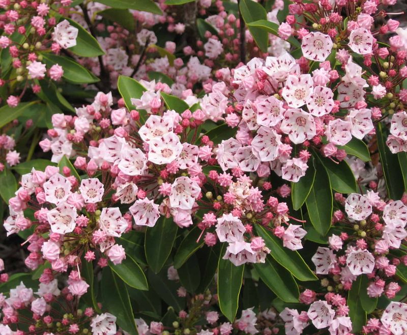 Meet Mountain Laurel