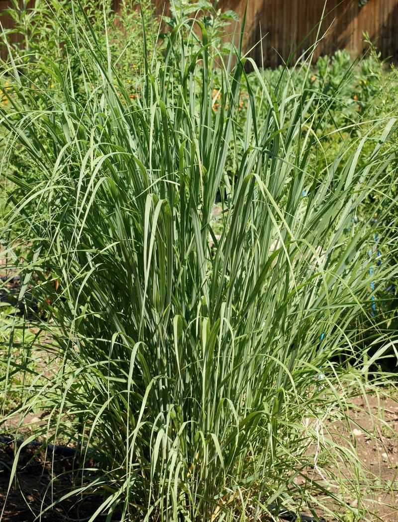 Meet Switchgrass