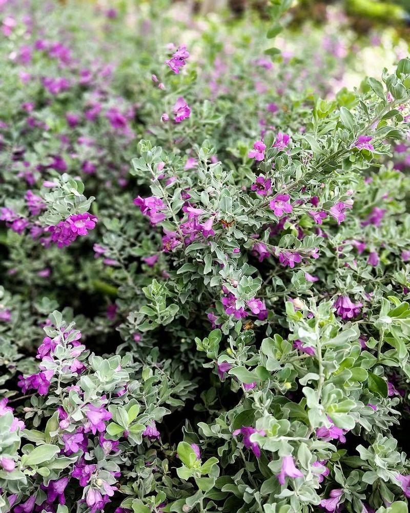 Meet Texas Sage