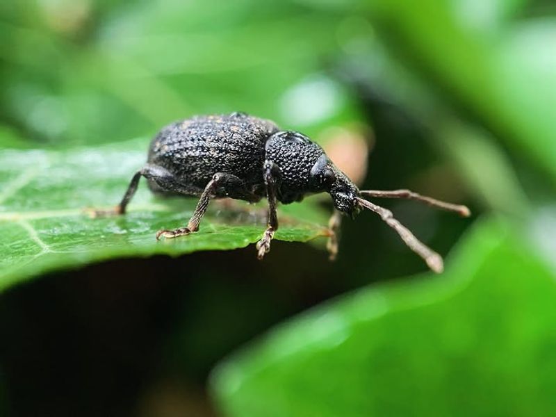 Meet The Black Vine Weevil