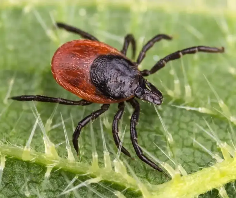 Meet The Blacklegged Tick Meet The Blacklegged Tick