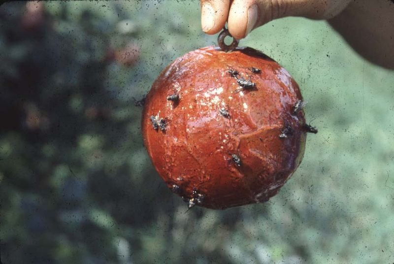 Meet The Blueberry Maggot