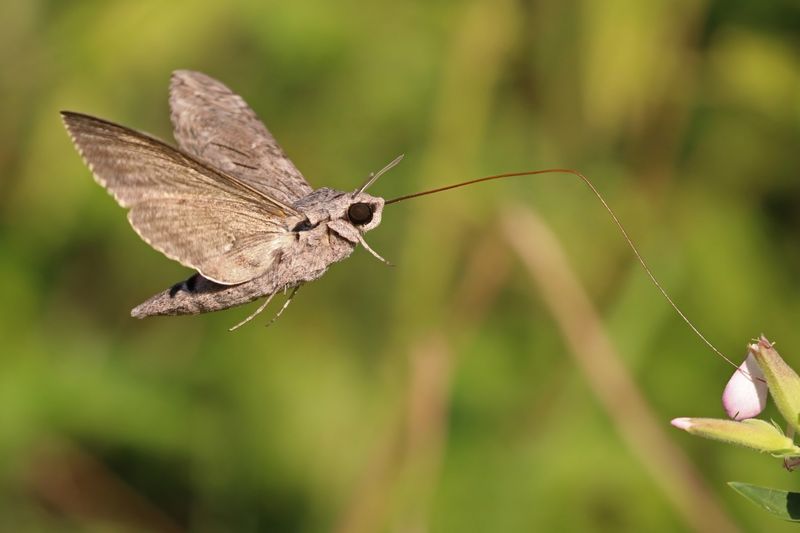 Meet The Hawk Moths