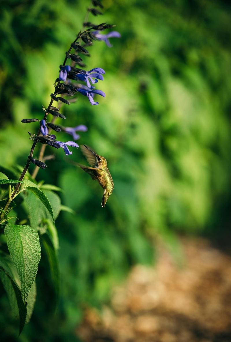 Meet The Hummingbird's Favorite Colorado Native