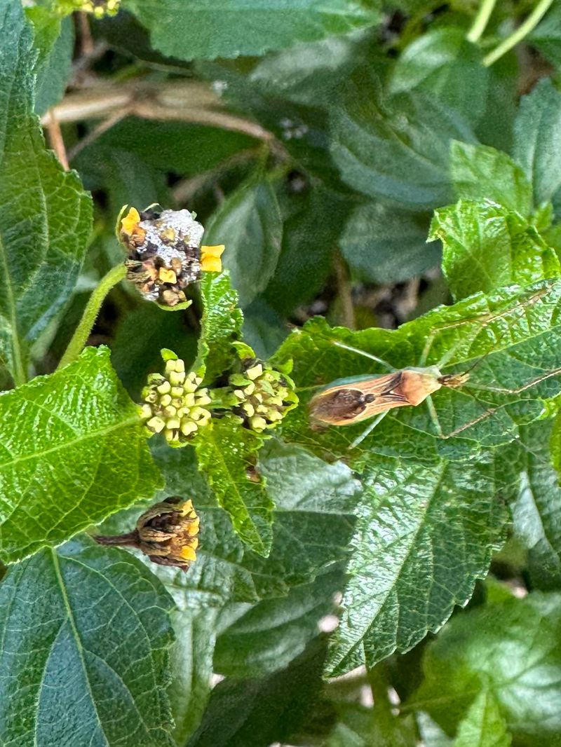 Meet The Lantana Lace Bug