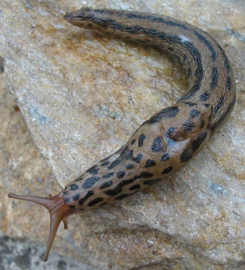 Meet The Leopard Slug