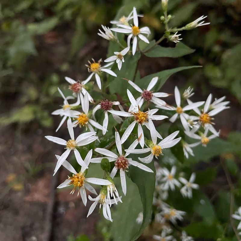 Meet The Overlooked White Wood Aster