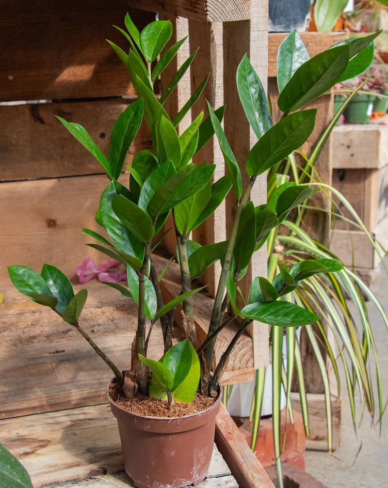 Meet The Plant That Makes Dim Rooms Look Polished