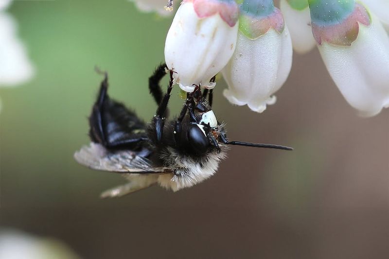 Meet The Southeastern Blueberry Bee Meet The Southeastern Blueberry Bee