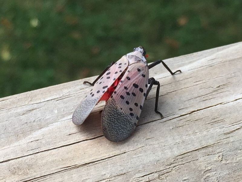 Meet The Spotted Lanternfly