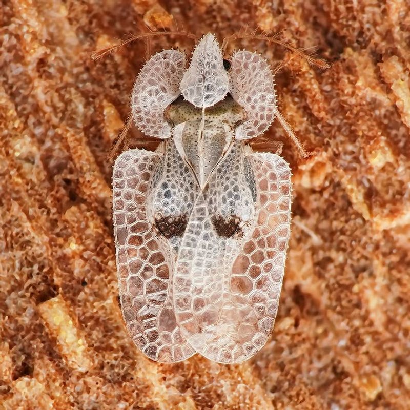 Meet The Sycamore Lace Bug