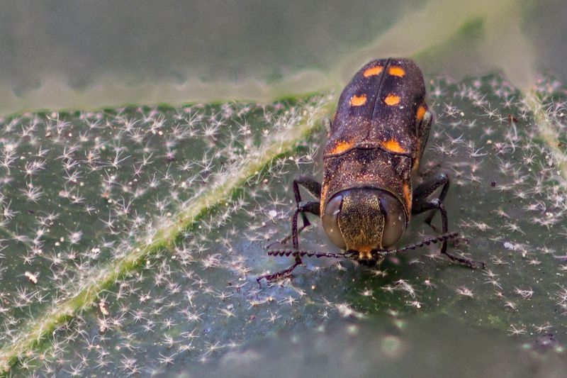 Meet The Two-Spotted Oak Borer Meet The Two-Spotted Oak Borer