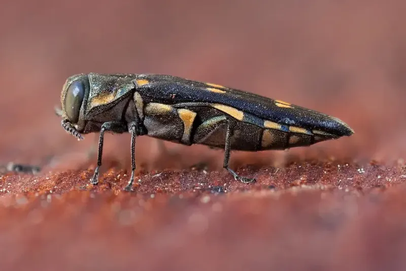 Meet The Two-Spotted Oak Borer Meet The Two-Spotted Oak Borer
