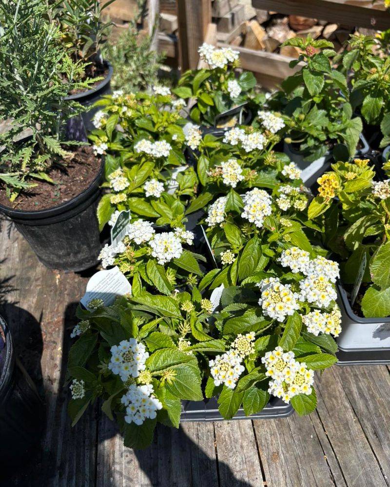 Meet The White Lantana First