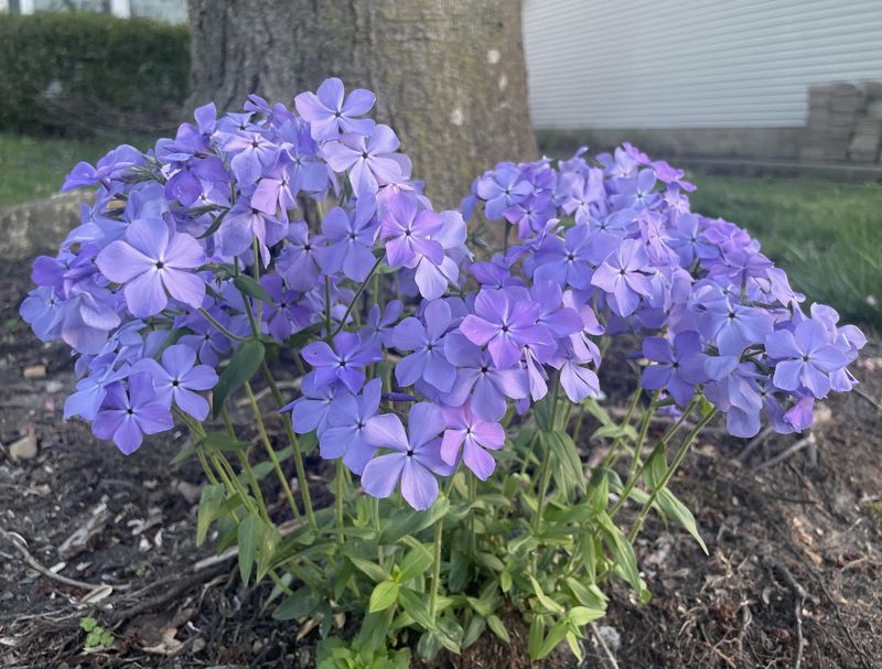 Meet Woodland Phlox First