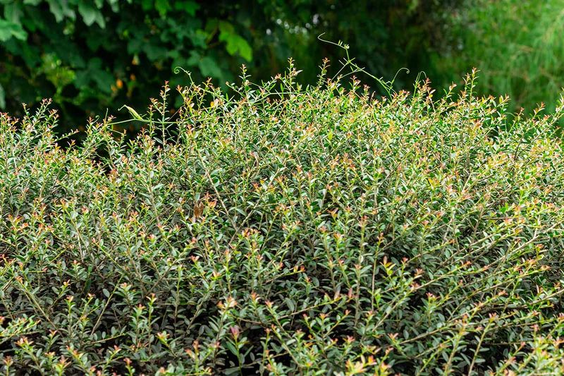 Meet Yaupon Holly Meet Yaupon Holly