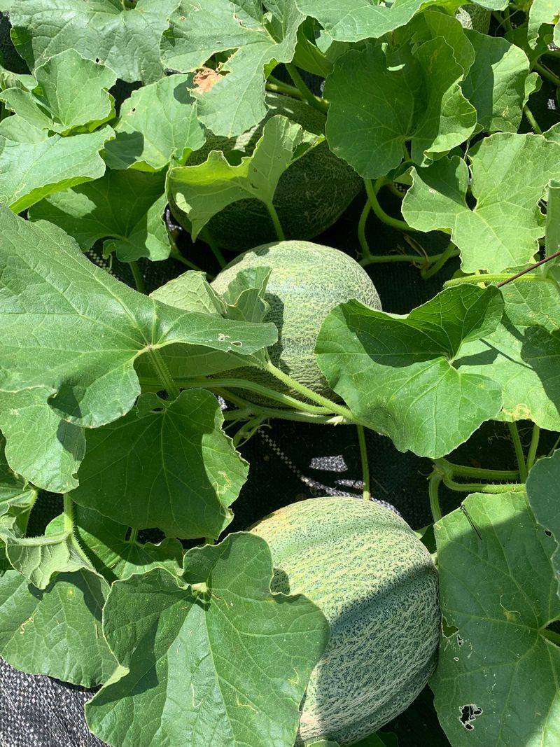 Melons Need Heat To Build Sweetness Melons Need Heat To Build Sweetness