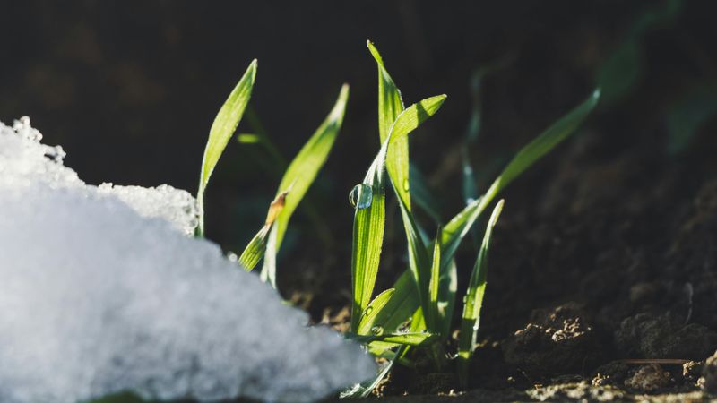 Melting Snow Drives Earthworms Upward