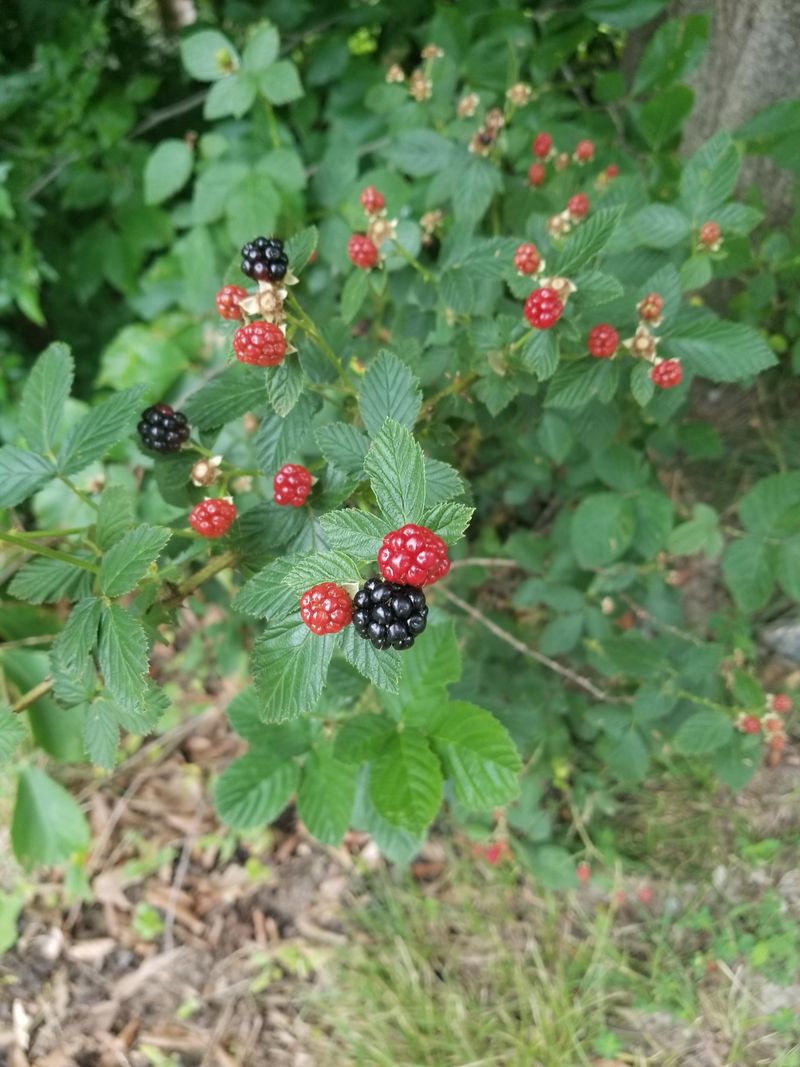 Messy Berry Patches Keep Them Around Messy Berry Patches Keep Them Around