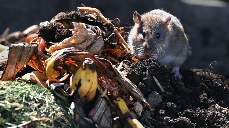 Messy Compost Gives Rats An Easy Dinner Spot