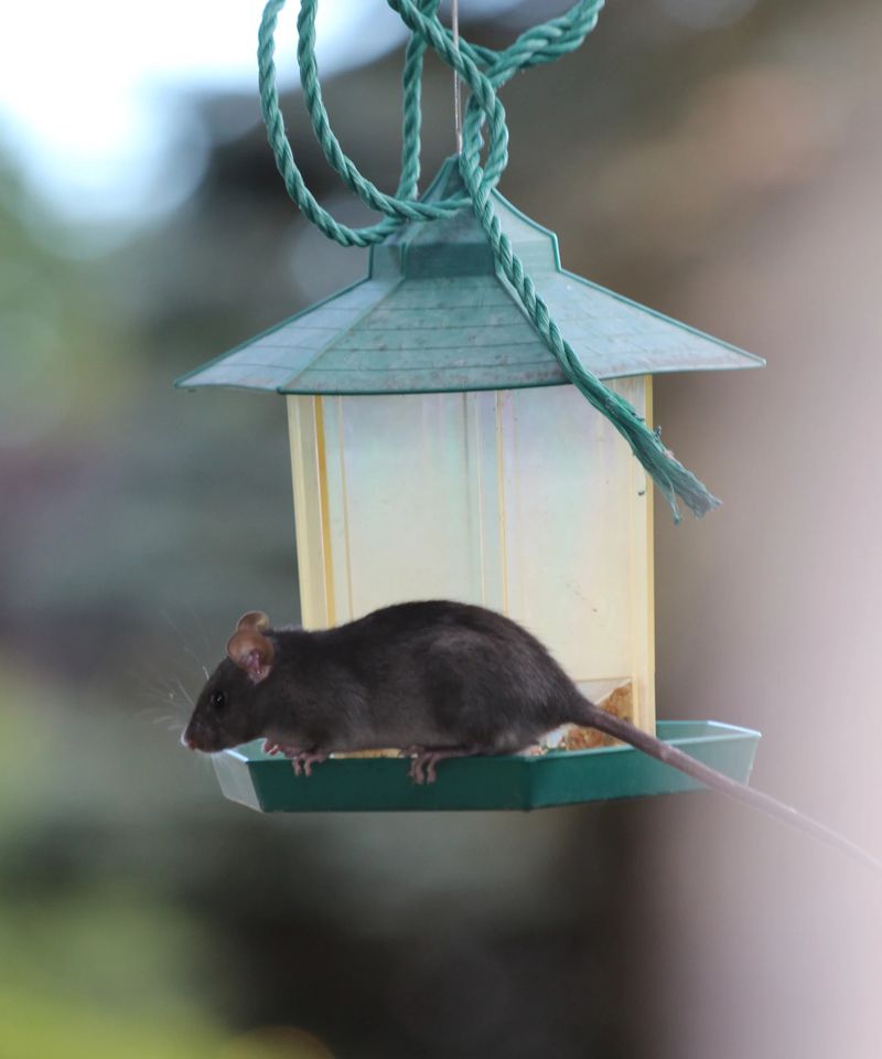 Messy Feeder Areas Hide Rat Activity Messy Feeder Areas Hide Rat Activity