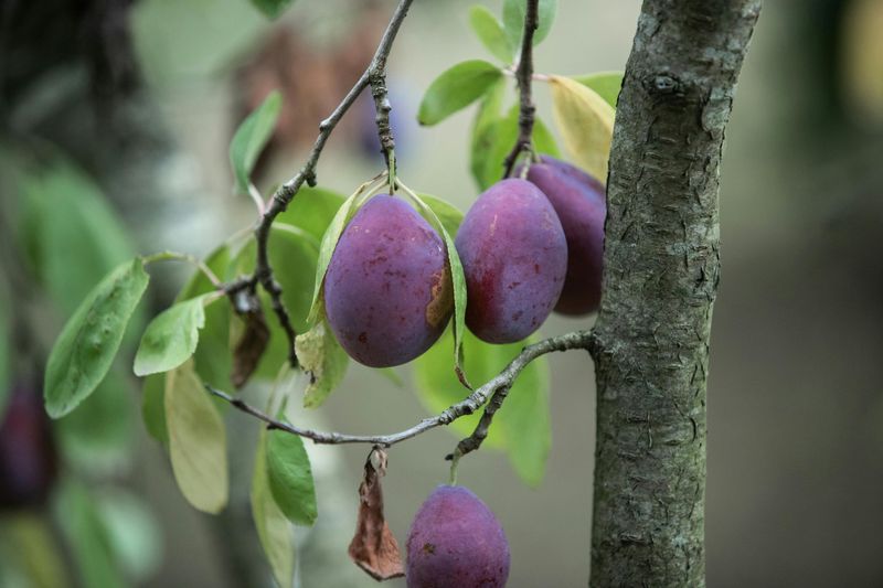 Methley Plum
