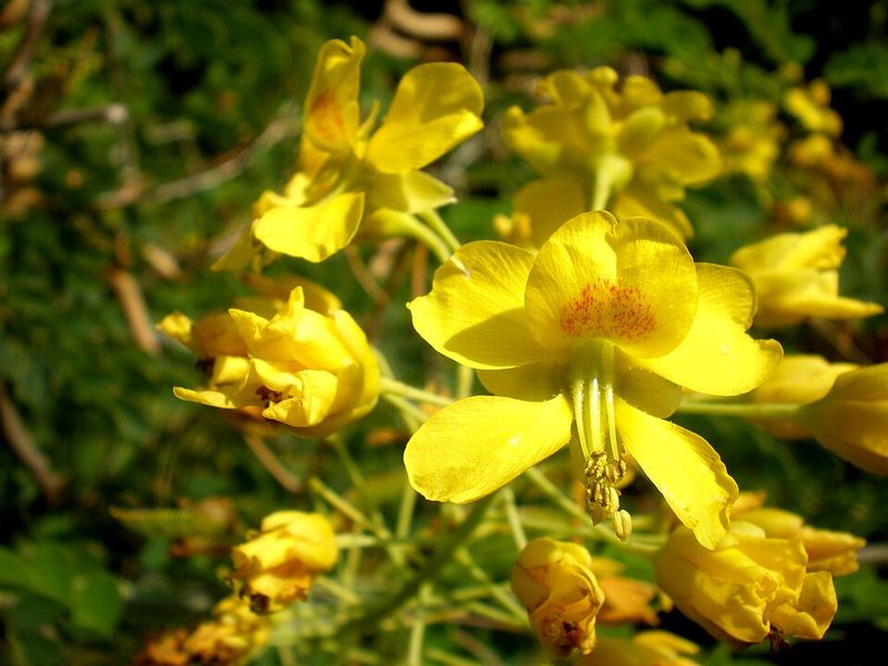 Mexican Bird Of Paradise Can Be Shaped Gently Mexican Bird Of Paradise Can Be Shaped Gently