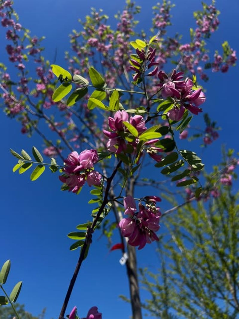 Mexican Buckeye Offers A Soft Spring Flower Look Mexican Buckeye Offers A Soft Spring Flower Look