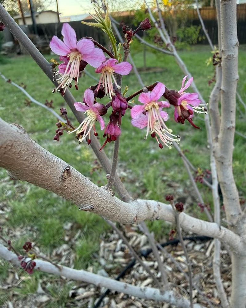 Mexican Buckeye Mexican Buckeye