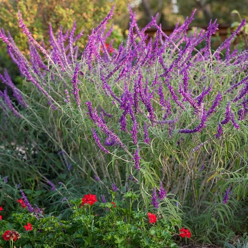 Mexican Bush Sage Handles Heat Once Established Mexican Bush Sage Handles Heat Once Established