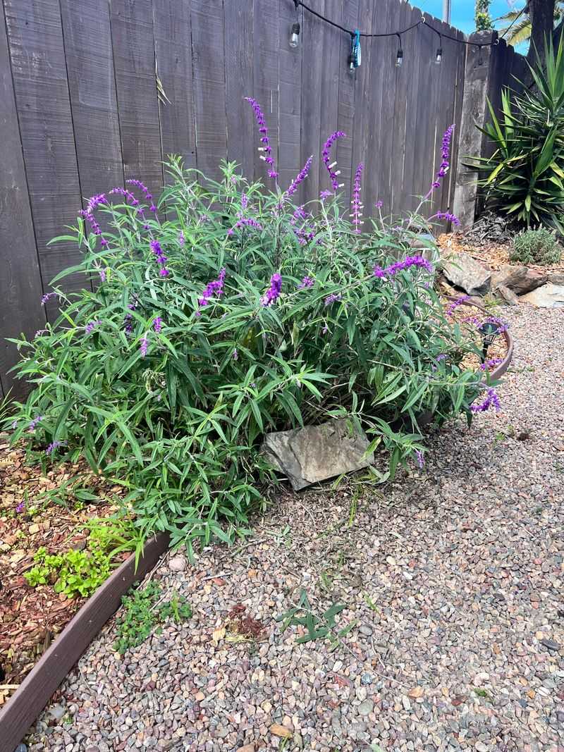 Mexican Bush Sage Turns Small Starts Into Big Purple Mounds