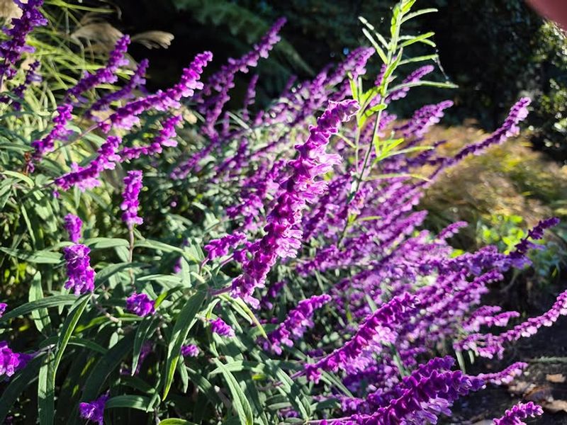 Mexican Bush Sage Mexican Bush Sage