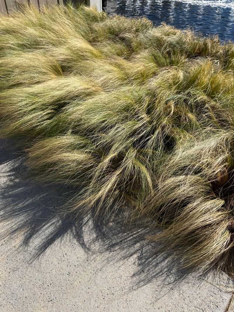 Mexican Feather Grass Spreads Too Easily Mexican Feather Grass Spreads Too Easily