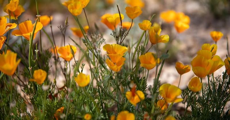 Mexican Gold Poppy Comes Back Without Replanting