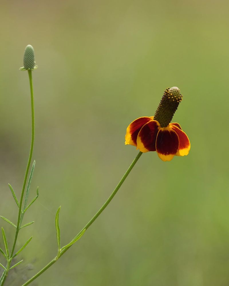 Mexican Hat Mexican Hat