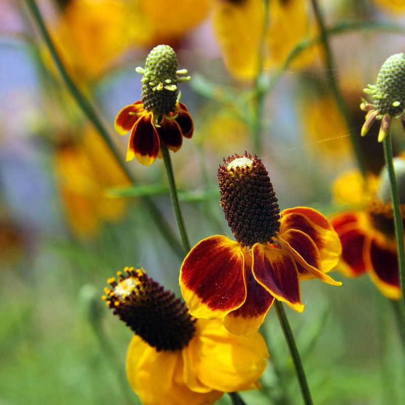 Mexican Hat Mexican Hat